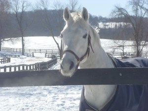 Evening Attire at Akindale