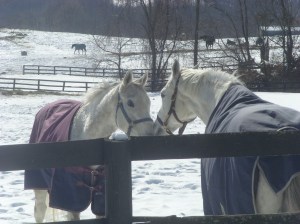 Evening Attire & Tactianor