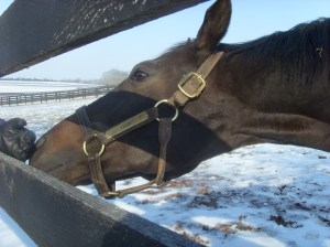 <Samsung i85, Samsung VLUU i85>