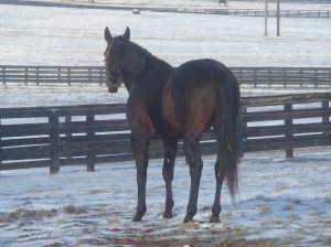 <Samsung i85, Samsung VLUU i85>