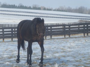 <Samsung i85, Samsung VLUU i85>