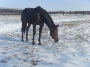 <Samsung i85, Samsung VLUU i85>