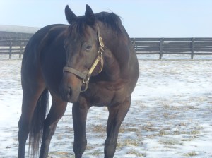 <Samsung i85, Samsung VLUU i85>