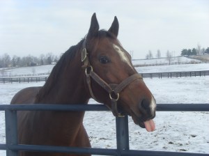 <Samsung i85, Samsung VLUU i85>