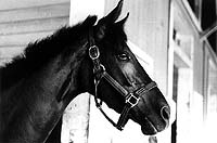 Dark Mirage. Photo NYRA/Bob Coglianese