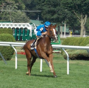 Hessonite Irish Linnet
