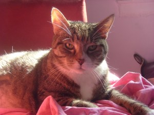 <Samsung i85, Samsung VLUU i85>