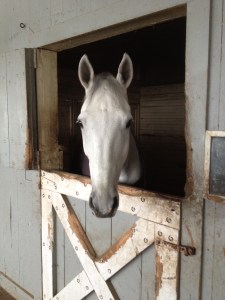 Stud Muffin stall Akindale