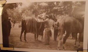 #2 horse under trees