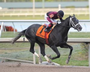 Cairo Prince and Luis Saez winning the Holy Bull. Photo credit Lauren King. 