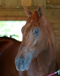 Funny Cide, whose Triple Crown bid was denied in 2003. Photo credit NYRA/Adam Coglianese