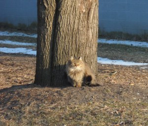One of the backyard denizens, taken in more hospitable times