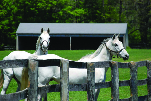 AKINDALE_Tacticianor_Evening_Attire