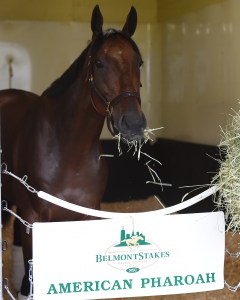 American Pharoah at Belmont Park. NYRA/Adam Coglianese