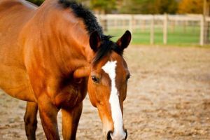 Photos courtesy of Nicole Sottilo