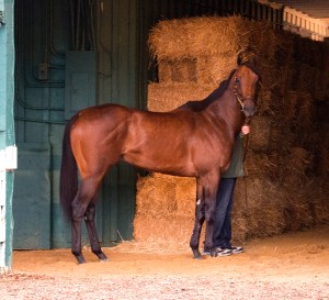 Maryland Jockey Club photo