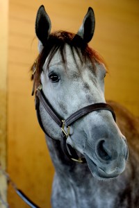 Destin. NYRA/Adam Coglianese