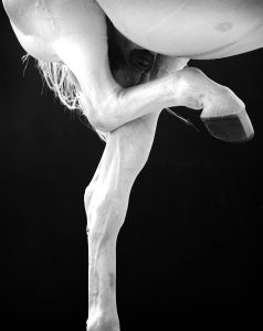 Tapit. Courtesy Steven Kasher Gallery, New York. Neil Latham: American Thoroughbred, June 9th – July 30th 2016.