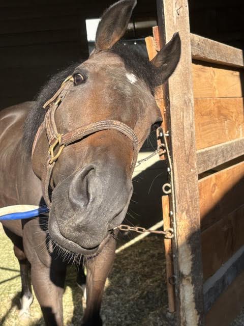 T Loves a Fight at Saratoga Race Course, July 2026. A bay horse with a white star stretching his head and neck out of his stall, tilting his head to the side, seeking attention and peppermints.