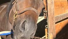 T Loves a Fight at Saratoga Race Course, July 2026. A bay horse with a white star stretching his head and neck out of his stall, tilting his head to the side, seeking attention and peppermints.