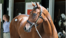 A bay colt stands, his head turned to the left, on the Fasig-Tipton sales grounds in Saratoga Springs, NY