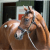A bay colt stands, his head turned to the left, on the Fasig-Tipton sales grounds in Saratoga Springs, NY