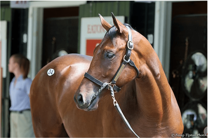 A bay colt stands, his head turned to the left, on the Fasig-Tipton sales grounds in Saratoga Springs, NY